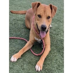 Photo of Buddy, adoptable American Pit Bull Terrier in Chatsworth, California