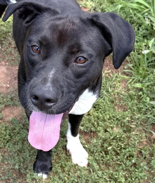 Photo of Onyx, adoptable Pit Bull Terrier in Carrollton, Georgia
