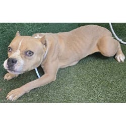 Photo of Daisy, adoptable American Bulldog in Lancaster, California