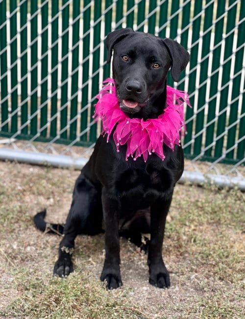 Photo of Vanta, adoptable Unknown breed in McKinney, Texas