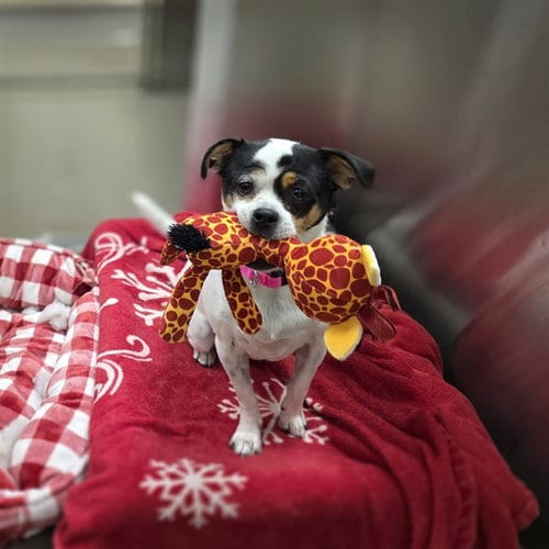 Photo of Polo, adoptable Toy Fox Terrier in Denver, Colorado