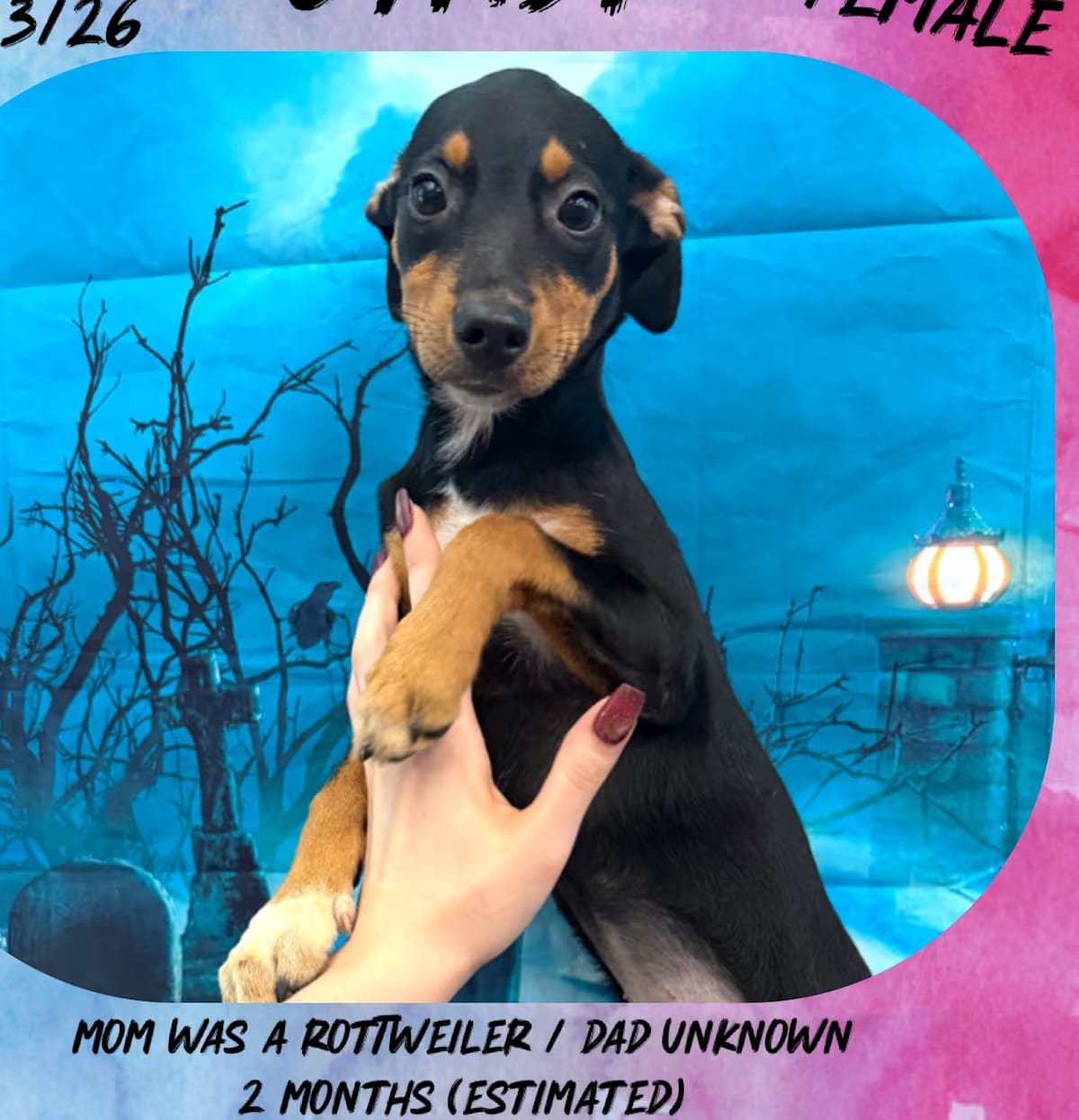 Photo of Cyndi, adoptable Rottweiler/Mixed Breed (Large) in Manchester, Connecticut