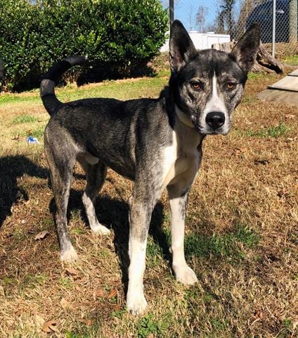 Photo of Rintin, adoptable Akita in Greensbo, North Carolina