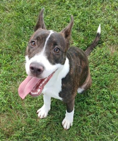 Photo of Koko, Fka Candace, adoptable Pit Bull Terrier in Decatur, Illinois