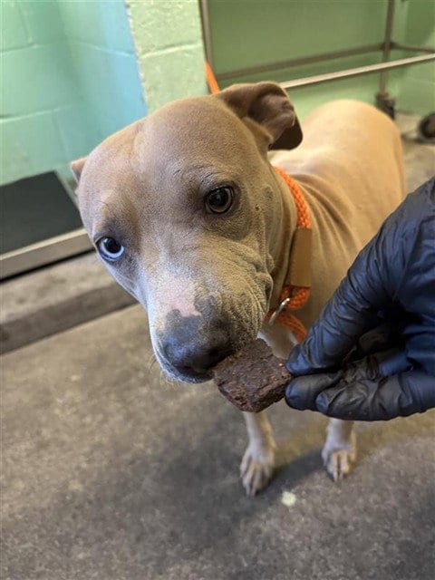 Photo of Diamond, adoptable Pit Bull Terrier in Sacramento, California