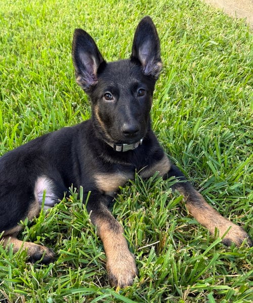 Photo of Corey, adoptable German Shepherd Dog in The Woodlands, Texas