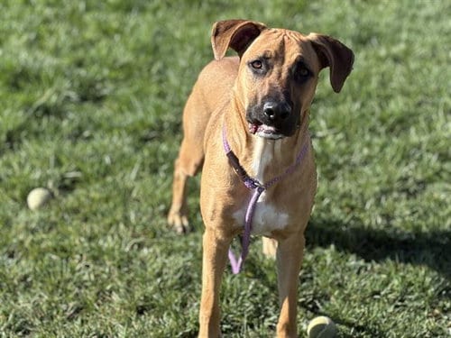 Photo of Oden, adoptable Doberman Pinscher in Fairfield, California