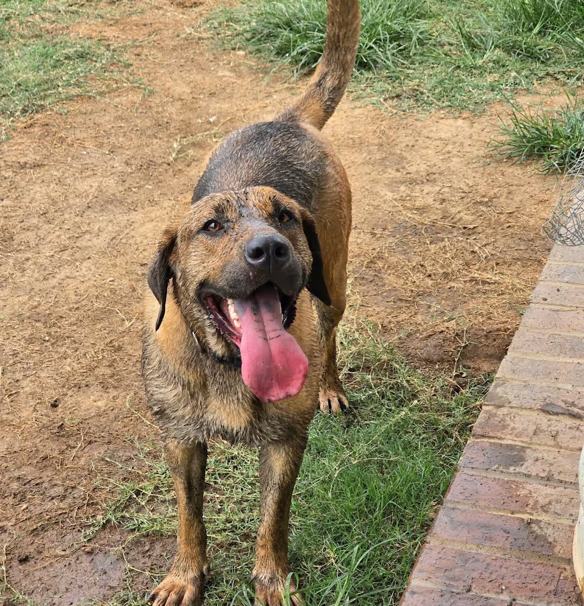 Photo of Molly, adoptable Bloodhound in Austin, Arkansas