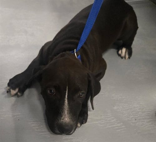 Photo of A171084, adoptable Labrador Retriever in Bakersfield, California