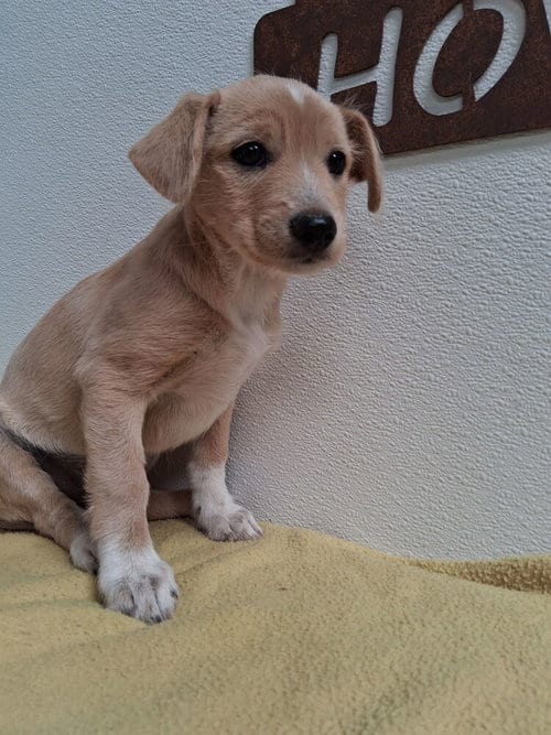 Photo of Cliff, adoptable Terrier in Mountainair, New Mexico