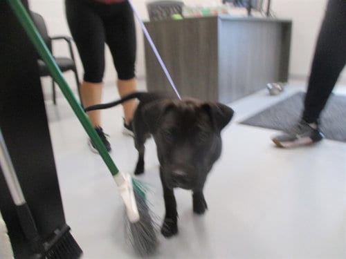 Photo of Bronco, adoptable Labrador Retriever in Ocala, Florida