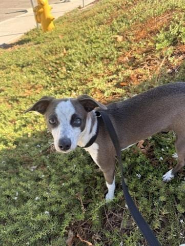 Photo of Theo, adoptable Chihuahua in San Martin, California