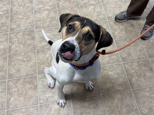 Photo of Buba, adoptable American Staffordshire Terrier in Raleigh, North Carolina