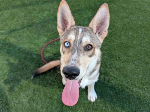 Photo of Aspen, adoptable Siberian Husky in Los Angeles, California