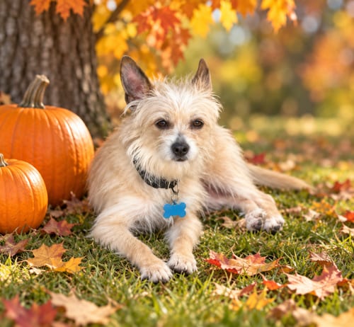 Photo of Sassy, adoptable Terrier in Plainfield, Illinois