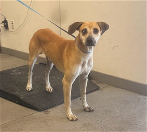 Photo of Kurt, adoptable Black Mouth Cur in Mesa, Arizona