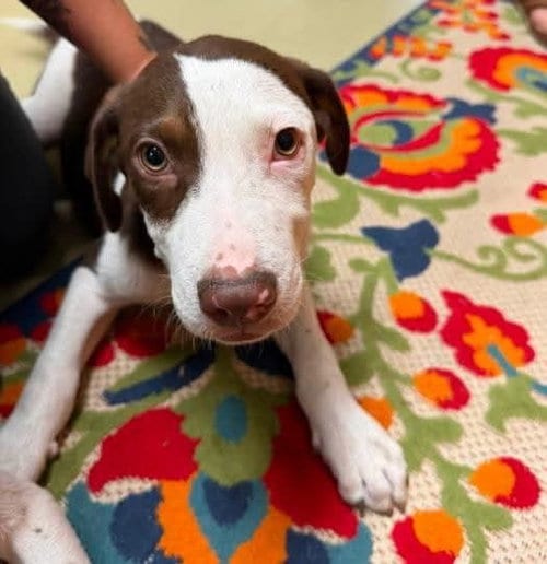 Photo of Danny, adoptable Labrador Retriever in garner, North Carolina