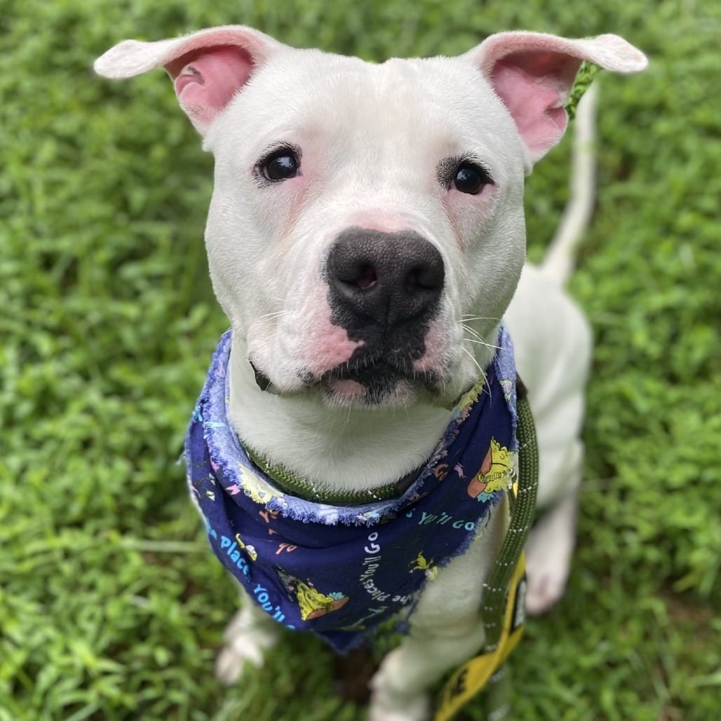 Photo of Sprite, adoptable Bulldog, American in Greensboro, North Carolina