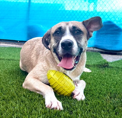 Photo of Redburn, adoptable American Staffordshire Terrier in Phoenix, Arizona