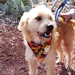 Photo of Maya JuM, adoptable Wheaten Terrier Mixed Breed (Medium) in Hartford, Connecticut