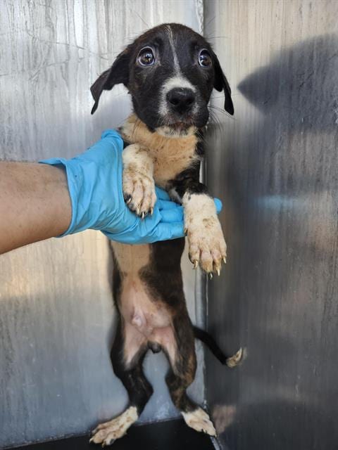 Photo of Wilfried, adoptable Labrador Retriever in San Antonio, Texas