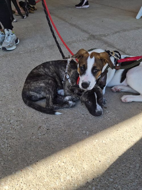 Photo of Jessie, adoptable Mountain Cur in Hillside, Illinois