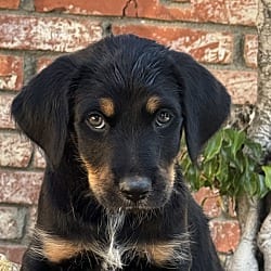 Photo of Margarita, adoptable Cattle Dog Goldendoodle in Valley Glen, California