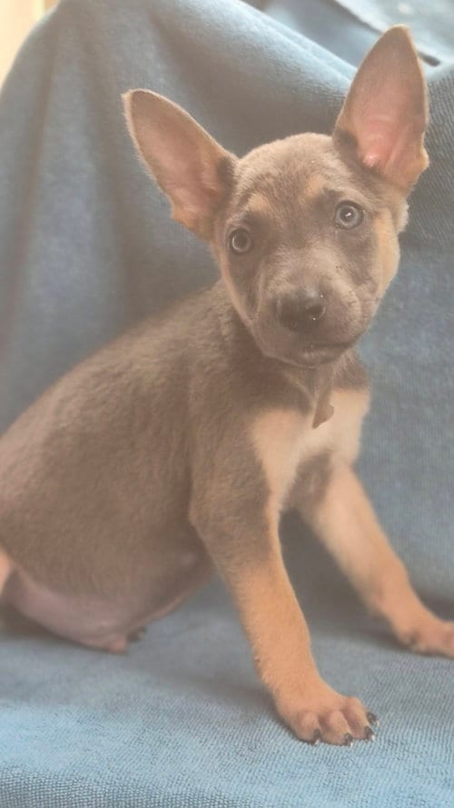Photo of Drizzle, adoptable German Shepherd Dog in The Woodlands, Texas