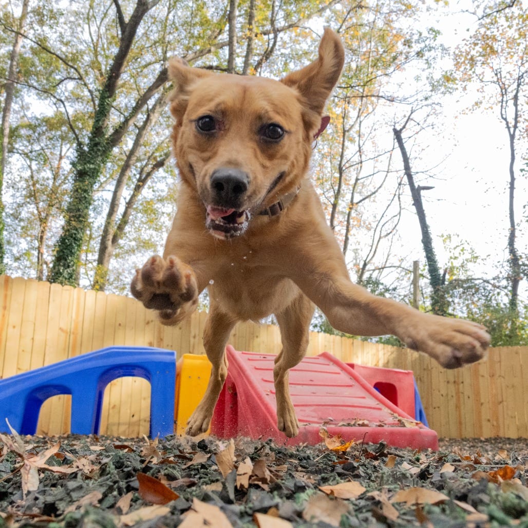 Photo of Pop Rocks, adoptable Mixed Breed (Medium) in Decatur, Georgia