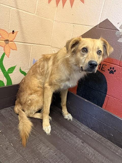 Photo of Wiilow, adoptable Golden Retriever in Castaic, California