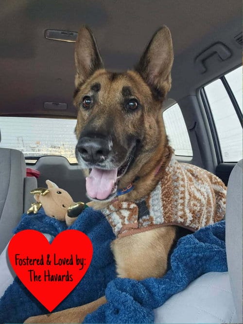 Photo of Doc Holiday, adoptable German Shepherd Dog in San Leon, Texas