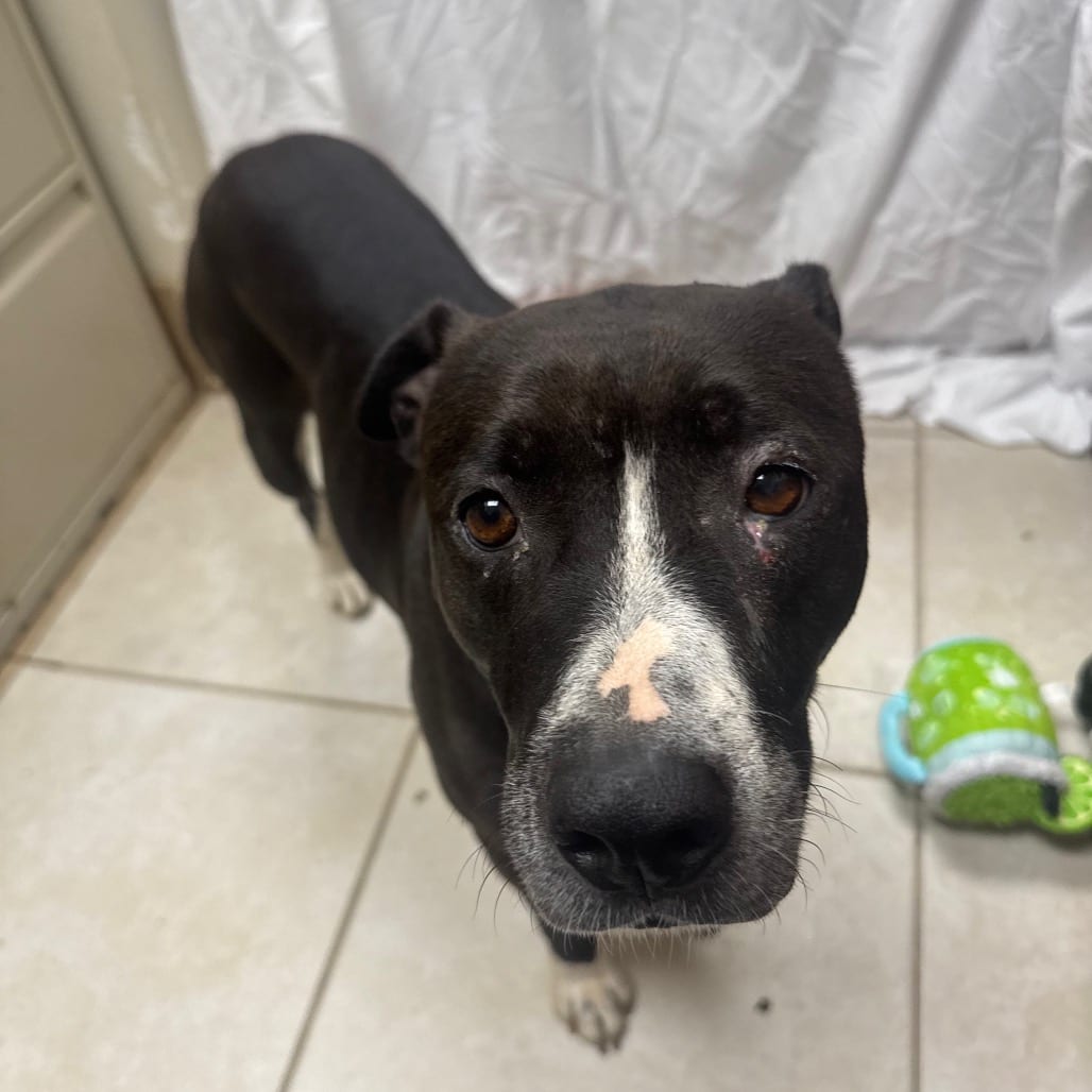 Photo of Thelma, adoptable Mixed Breed (Medium) in Chattanooga, Tennessee