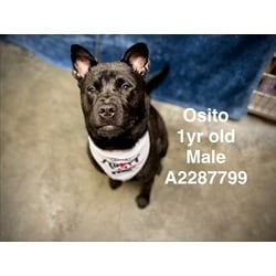 Photo of Osito, adoptable American Staffordshire Terrier Chow Chow in Chatsworth, California