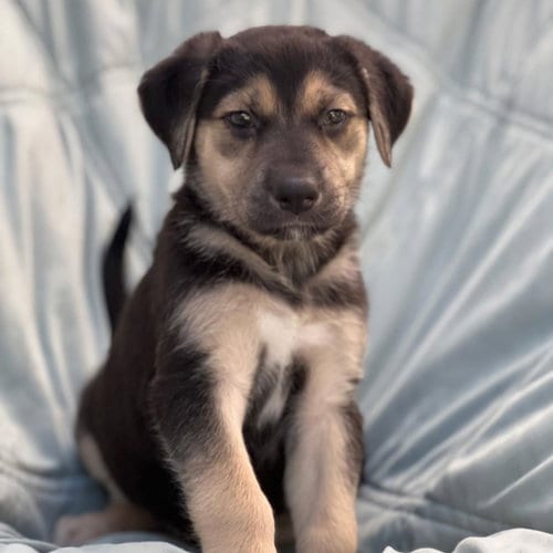 Photo of Chess Pup - Rook, adoptable Wirehaired Fox Terrier in San Diego, California