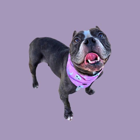 Photo of Belle, adoptable American Pit Bull Terrier in Bakersfield, California