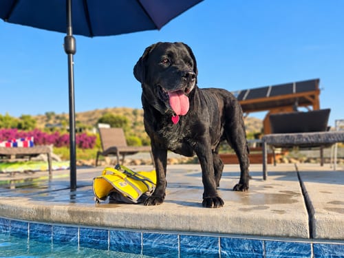 Photo of Mercedes, adoptable Labrador Retriever in Clovis, California