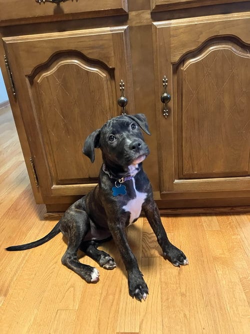 Photo of Marcie, adoptable Pit Bull Terrier in Plainfield, Illinois