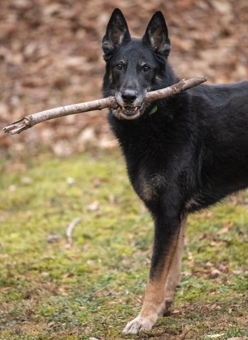 Photo of Rocco, adoptable German Shepherd Dog in Baltimore, Maryland