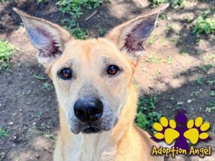 Photo of Pixie, adoptable dog in Georgetown, Texas