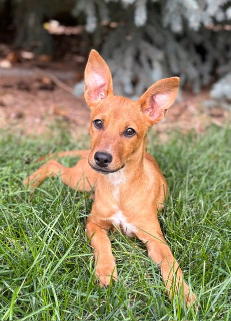 Photo of Kyndsi, adoptable Cattle Dog in Sandy, Utah