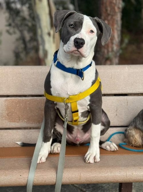 Photo of Kai, adoptable American Staffordshire Terrier in San Juan Capistrano, California