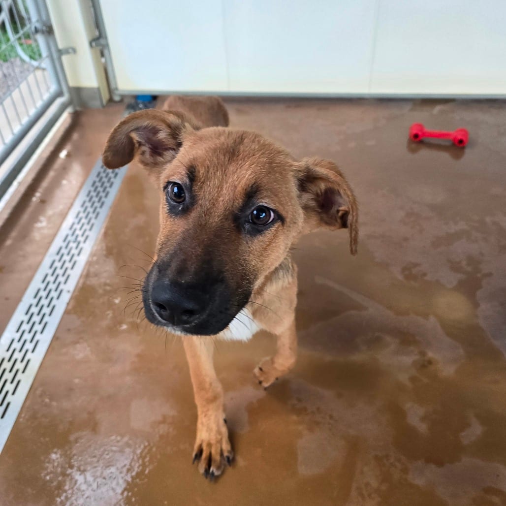 Photo of Jäger, adoptable Shepherd, German in Hinesville, Georgia