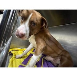 Photo of Oscar, adoptable American Pit Bull Terrier in Baton Rouge, Louisiana