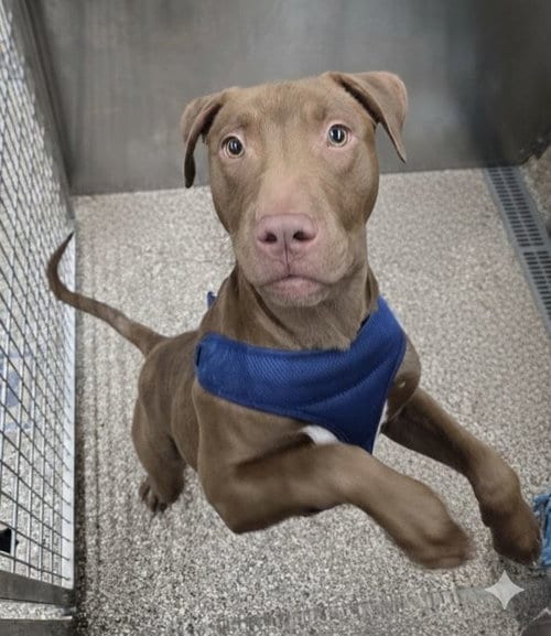 Photo of Thumper, adoptable Pit Bull Terrier in Martinsburg, West Virginia