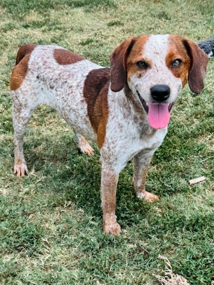 Photo of Leonard, adoptable American Red Heeler/Hound in The Colony, Texas