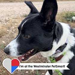 Photo of Bamboo, adoptable Border Collie in Fort Collins, Colorado