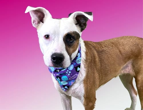 Photo of Shay, adoptable Labrador Retriever in Ft Lauderdale, Florida
