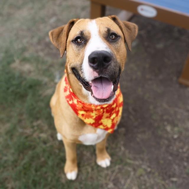 Photo of Douglas, adoptable dog in San Antonio, Texas