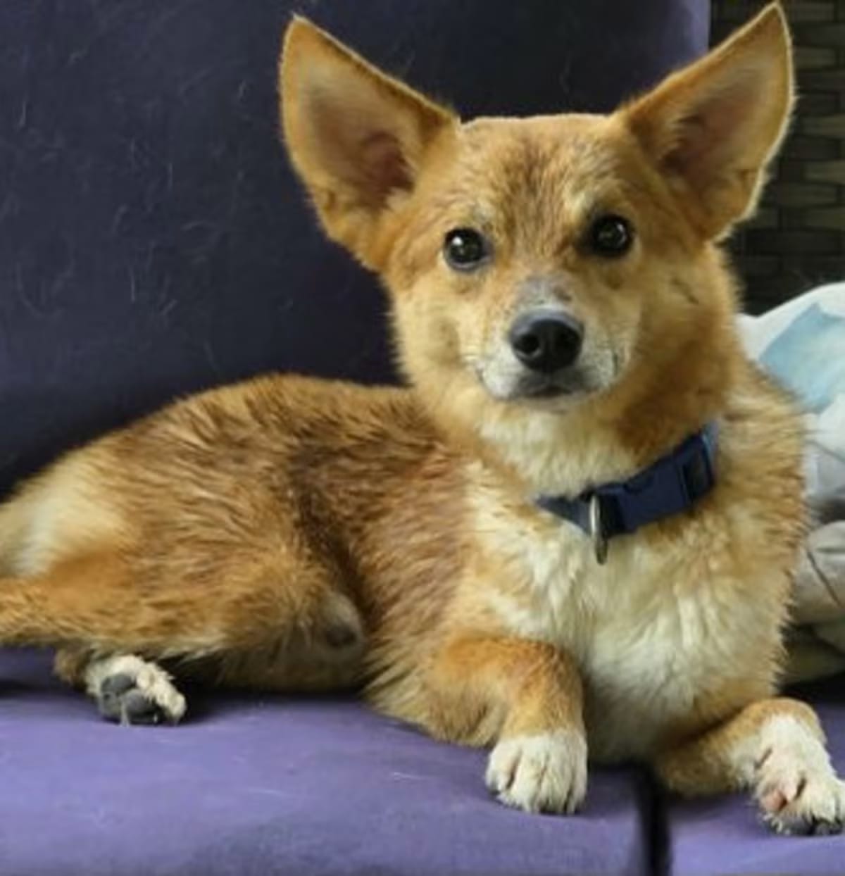 Photo of Koda, adoptable Shiba Inu/Spitz (Unknown Type, Medium) in Cuba, New York