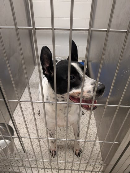 Photo of Maurice, adoptable dog in Atlanta, Georgia